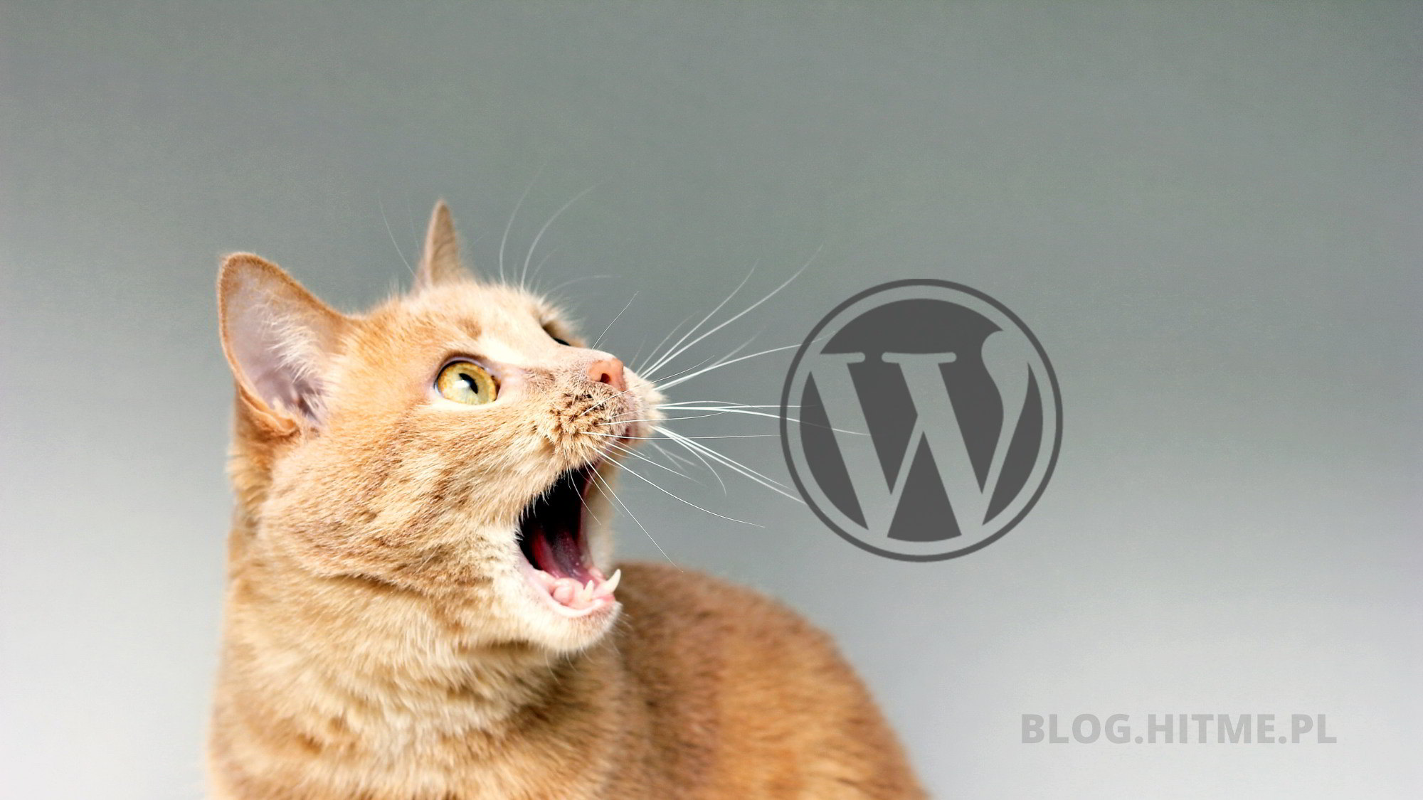 Obrazek dla Zrobiłem aktualizacje WordPress 5.8. Zniknęły widgety – rozwiązanie.